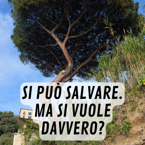 Il pino del Pezzolo si può salvare: allora perché abbatterlo? 🌳