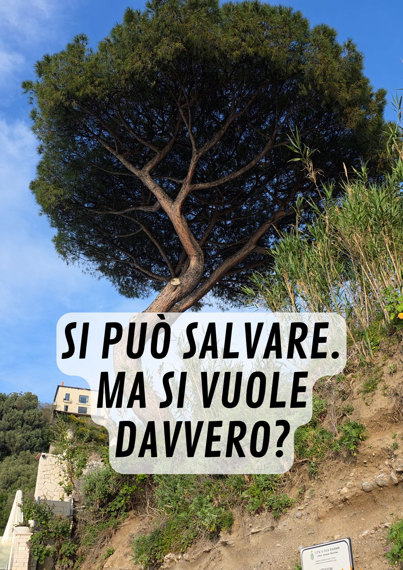 Il pino del Pezzolo si può salvare: allora perché abbatterlo? 🌳